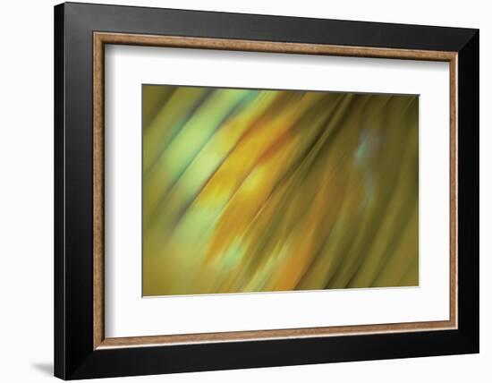 Tie Dye III-Andrew Michaels-Framed Photographic Print