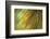 Tie Dye III-Andrew Michaels-Framed Photographic Print