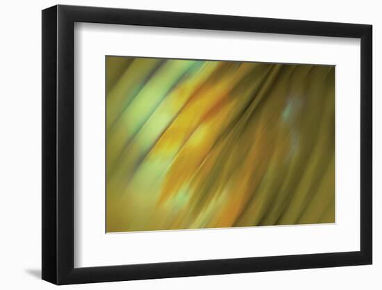 Tie Dye III-Andrew Michaels-Framed Photographic Print