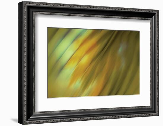 Tie Dye III-Andrew Michaels-Framed Photographic Print