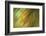 Tie Dye III-Andrew Michaels-Framed Photographic Print