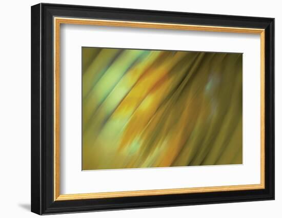 Tie Dye III-Andrew Michaels-Framed Photographic Print