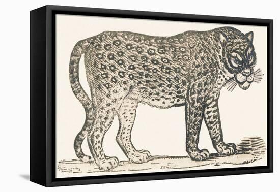 Tiger, 1850 (Engraving)-Louis Simon (1810-1870) Lassalle-Framed Premier Image Canvas