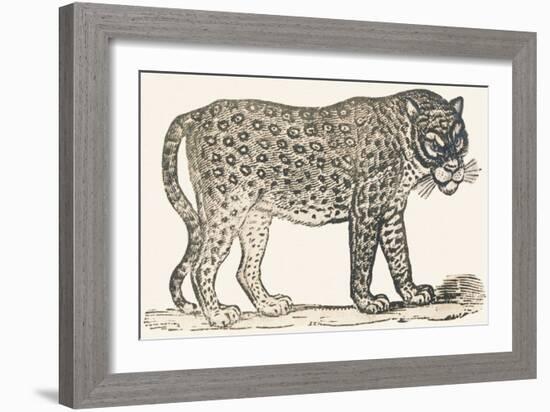 Tiger, 1850 (Engraving)-Louis Simon (1810-1870) Lassalle-Framed Giclee Print