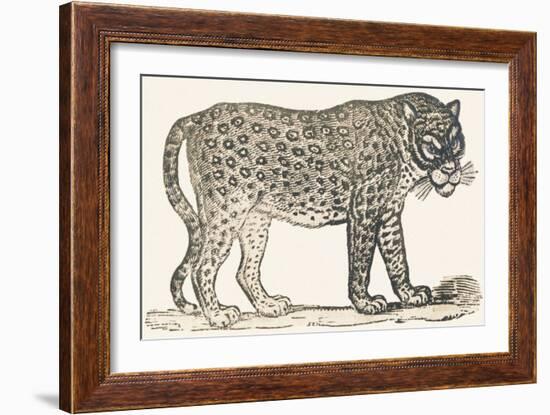 Tiger, 1850 (Engraving)-Louis Simon (1810-1870) Lassalle-Framed Giclee Print