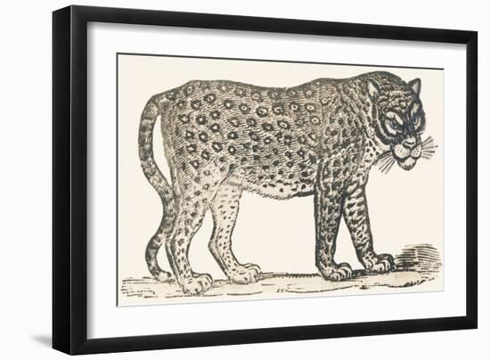 Tiger, 1850 (Engraving)-Louis Simon (1810-1870) Lassalle-Framed Giclee Print