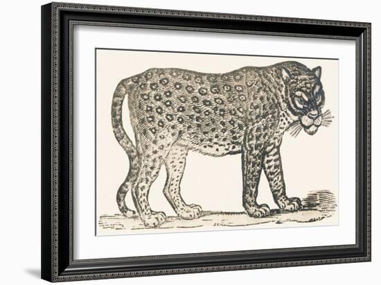 Tiger, 1850 (Engraving)-Louis Simon (1810-1870) Lassalle-Framed Giclee Print