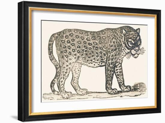 Tiger, 1850 (Engraving)-Louis Simon (1810-1870) Lassalle-Framed Giclee Print