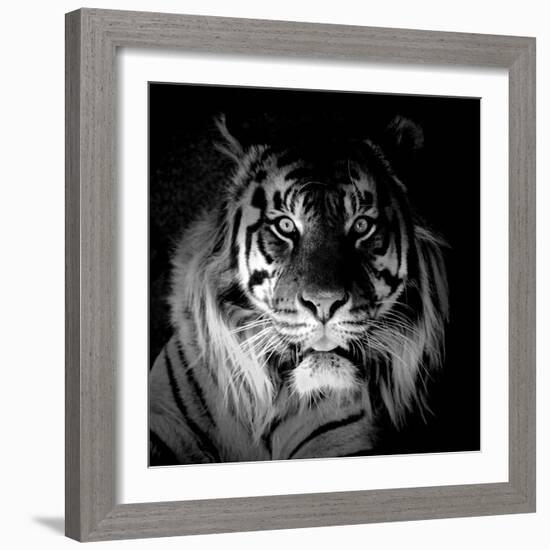 Tiger, 2017-Eric Meyer-Framed Photographic Print