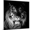 Tiger, 2017-Eric Meyer-Mounted Photographic Print