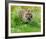 Tiger Amongst Dandelion Clocks Full Bleed-Martin Fowkes-Framed Giclee Print