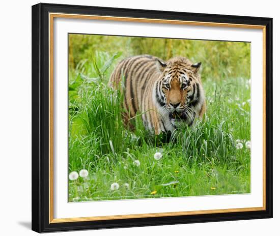 Tiger Amongst Dandelion Clocks Full Bleed-Martin Fowkes-Framed Giclee Print