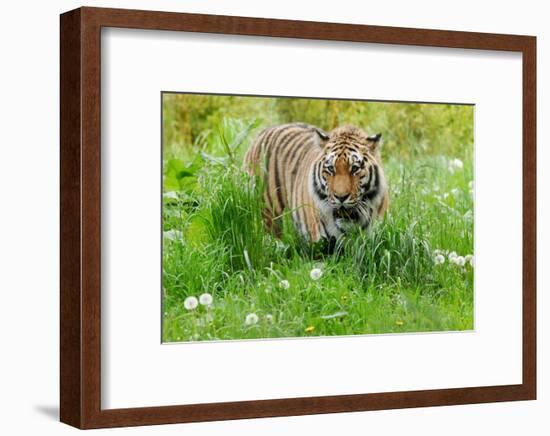 Tiger Amongst Dandelion Clocks-Martin Fowkes-Framed Giclee Print