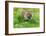 Tiger Amongst Dandelion Clocks-Martin Fowkes-Framed Giclee Print