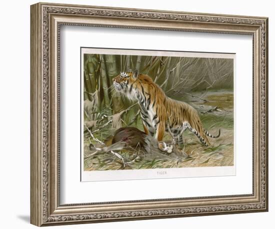 Tiger and Its Freshly Killed Prey a Deer in This Case-Wilhelm Kuhnert-Framed Photographic Print