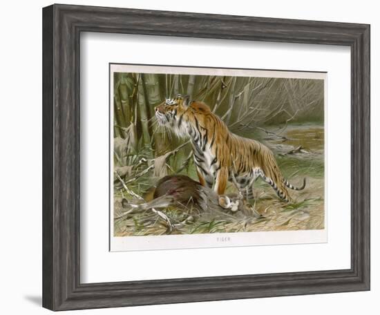 Tiger and Its Freshly Killed Prey a Deer in This Case-Wilhelm Kuhnert-Framed Photographic Print