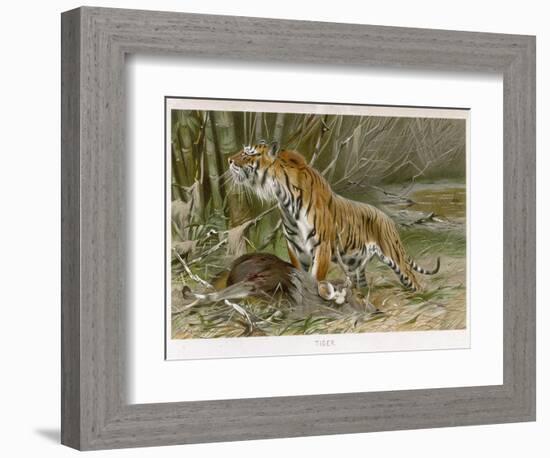 Tiger and Its Freshly Killed Prey a Deer in This Case-Wilhelm Kuhnert-Framed Photographic Print