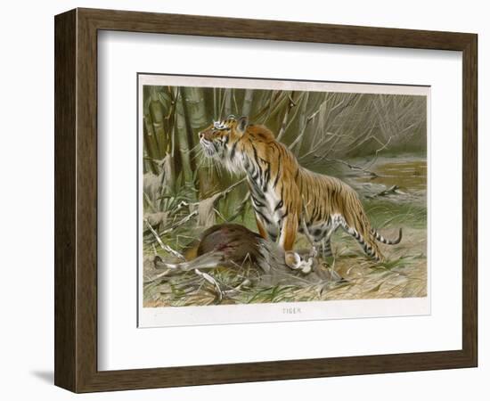 Tiger and Its Freshly Killed Prey a Deer in This Case-Wilhelm Kuhnert-Framed Photographic Print