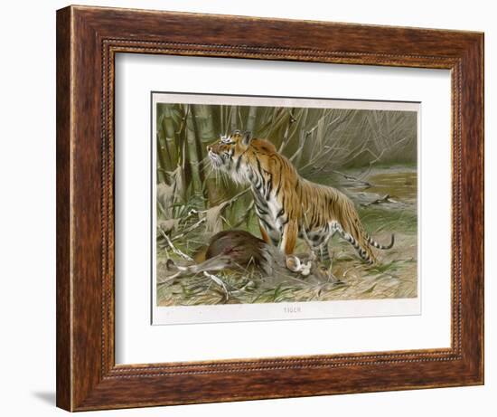 Tiger and Its Freshly Killed Prey a Deer in This Case-Wilhelm Kuhnert-Framed Photographic Print