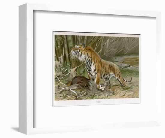 Tiger and Its Freshly Killed Prey a Deer in This Case-Wilhelm Kuhnert-Framed Photographic Print