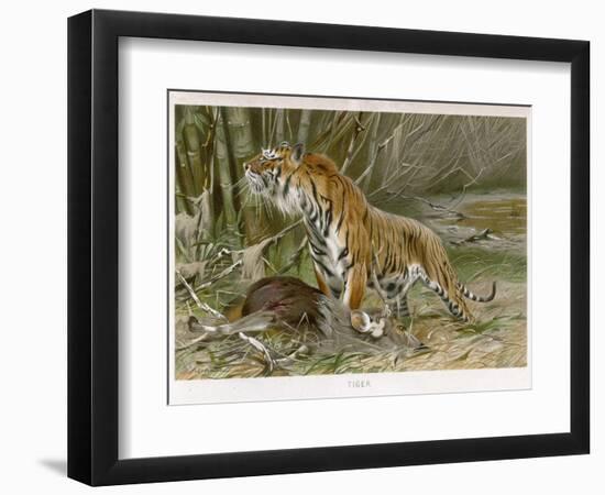 Tiger and Its Freshly Killed Prey a Deer in This Case-Wilhelm Kuhnert-Framed Photographic Print