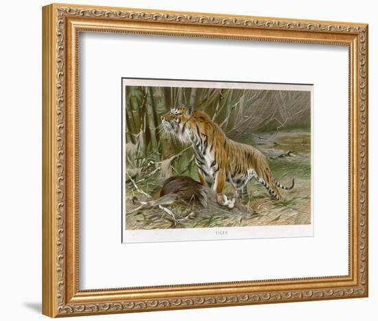 Tiger and Its Freshly Killed Prey a Deer in This Case-Wilhelm Kuhnert-Framed Photographic Print