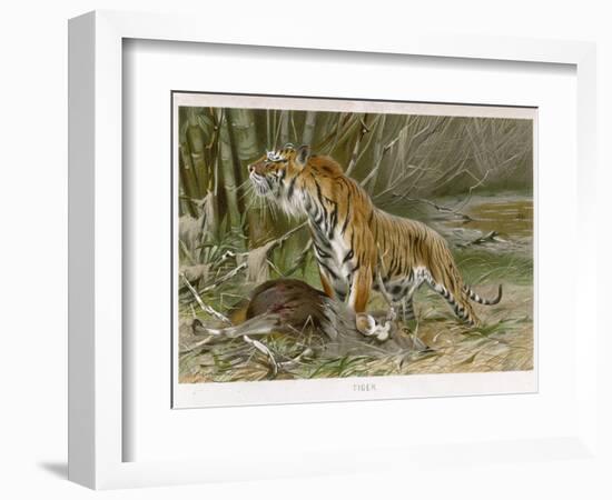 Tiger and Its Freshly Killed Prey a Deer in This Case-Wilhelm Kuhnert-Framed Photographic Print