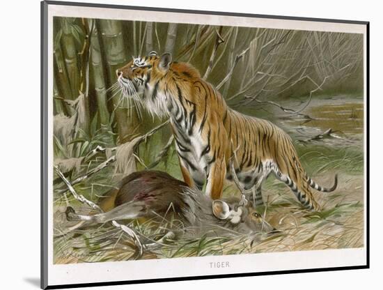 Tiger and Its Freshly Killed Prey a Deer in This Case-Wilhelm Kuhnert-Mounted Photographic Print