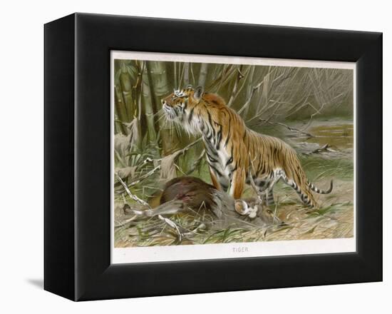Tiger and Its Freshly Killed Prey a Deer in This Case-Wilhelm Kuhnert-Framed Premier Image Canvas