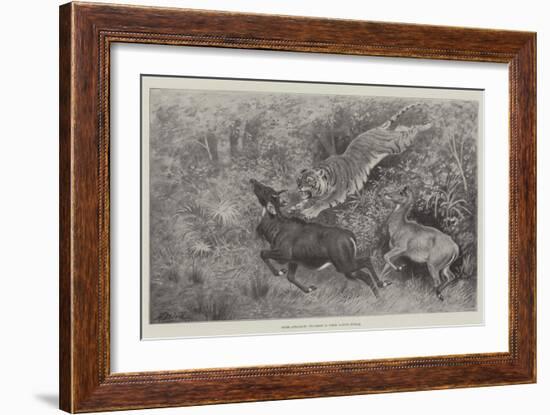 Tiger Attacking Nylghaie in their Native Jungle-Harrington Bird-Framed Giclee Print