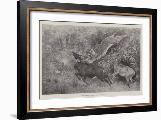 Tiger Attacking Nylghaie in their Native Jungle-Harrington Bird-Framed Giclee Print