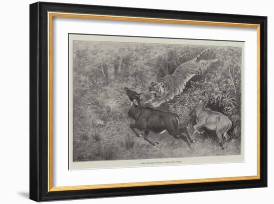 Tiger Attacking Nylghaie in their Native Jungle-Harrington Bird-Framed Giclee Print