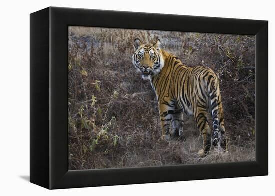 Tiger, Bandhavgarh National Park, India-Art Wolfe-Framed Premier Image Canvas