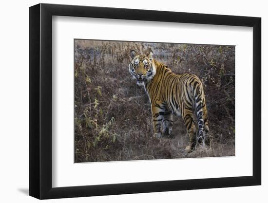 Tiger, Bandhavgarh National Park, India-Art Wolfe-Framed Photographic Print