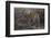 Tiger, Bandhavgarh National Park, India-Art Wolfe-Framed Photographic Print