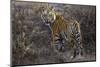 Tiger, Bandhavgarh National Park, India-Art Wolfe-Mounted Photographic Print