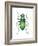 Tiger Beetle Adult (Cicindelidae), Insects-Encyclopaedia Britannica-Framed Art Print