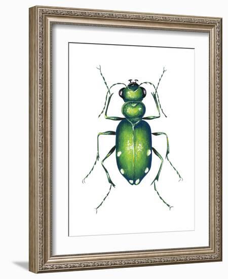 Tiger Beetle Adult (Cicindelidae), Insects-Encyclopaedia Britannica-Framed Art Print
