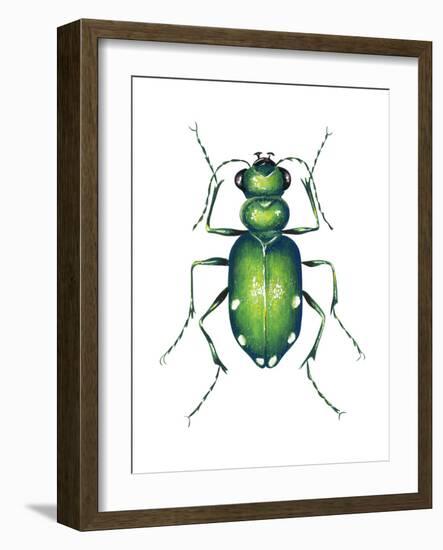 Tiger Beetle Adult (Cicindelidae), Insects-Encyclopaedia Britannica-Framed Art Print