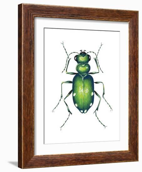 Tiger Beetle Adult (Cicindelidae), Insects-Encyclopaedia Britannica-Framed Art Print