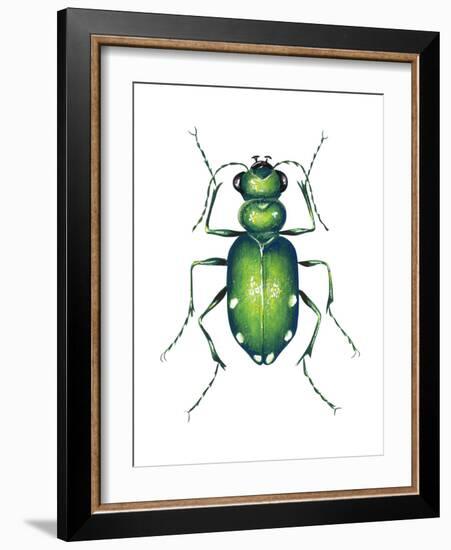 Tiger Beetle Adult (Cicindelidae), Insects-Encyclopaedia Britannica-Framed Art Print
