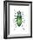 Tiger Beetle Adult (Cicindelidae), Insects-Encyclopaedia Britannica-Framed Art Print