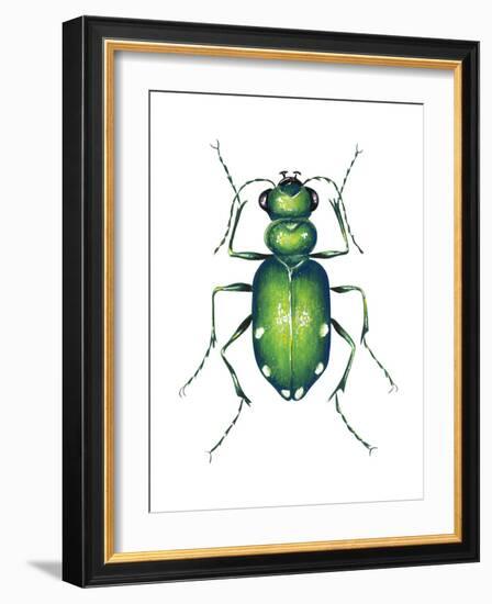 Tiger Beetle Adult (Cicindelidae), Insects-Encyclopaedia Britannica-Framed Art Print