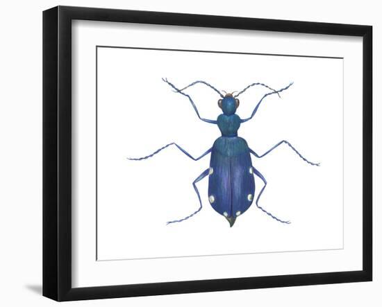 Tiger Beetle (Cicindela Sexguttata), Insects-Encyclopaedia Britannica-Framed Art Print