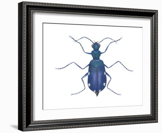 Tiger Beetle (Cicindela Sexguttata), Insects-Encyclopaedia Britannica-Framed Art Print