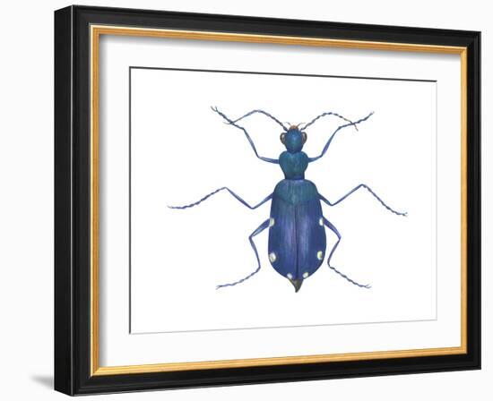 Tiger Beetle (Cicindela Sexguttata), Insects-Encyclopaedia Britannica-Framed Art Print