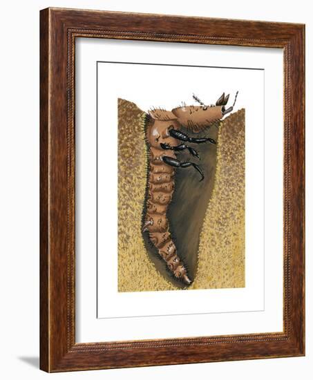 Tiger Beetle Larva (Cicindelidae), Insects-Encyclopaedia Britannica-Framed Art Print