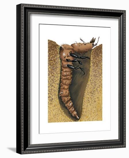 Tiger Beetle Larva (Cicindelidae), Insects-Encyclopaedia Britannica-Framed Art Print