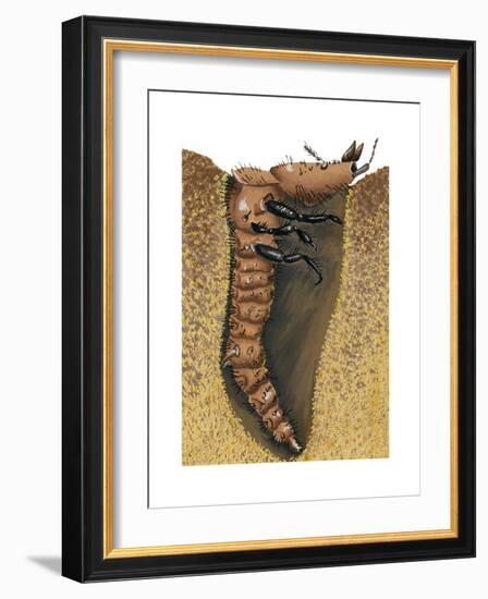 Tiger Beetle Larva (Cicindelidae), Insects-Encyclopaedia Britannica-Framed Art Print