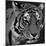 Tiger Black And White-Jace Grey-Mounted Art Print